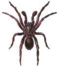 Male Trap-Door Spider