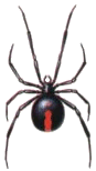 Redback Spider