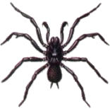 Syney Funnel Web Spider Male