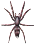 White-Tip Spider