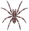 Wolf Spider