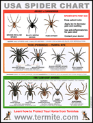Farmers' Way - Spider identification chart Join the edible