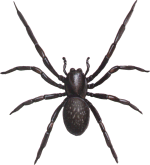 black house spider pictures