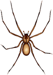 Sydney Funnel Web Spider Female