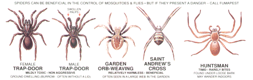 How to Identify Venomous (not Poisonous) Spiders » Wilderness Awareness  School